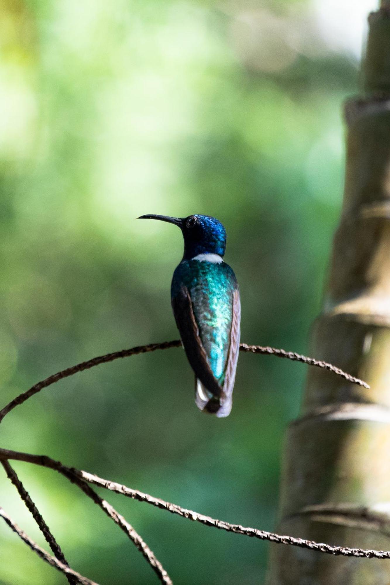 Villa Maria Tayrona, Jungle And Sea Experience Los Naranjos Ngoại thất bức ảnh